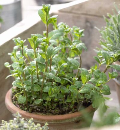 Mentha Piperita - Pepermunt