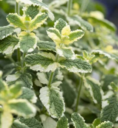 Mentha rotundifolia 'Variegata' - Ananasmunt