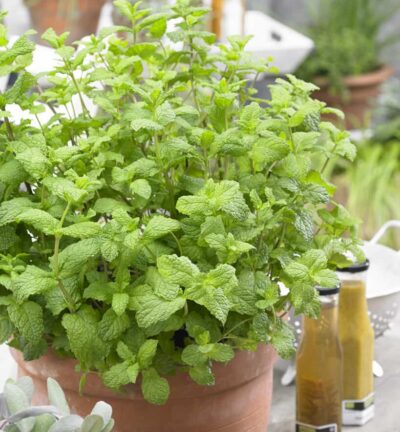 Mentha spicata 'Maroccan' - Marokkaanse munt