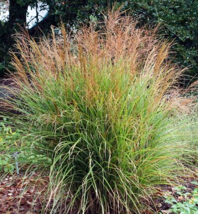 Miscanthus sinensis 'Adagio' - Prachtriet