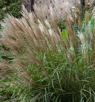 Miscanthus sinensis 'Ferner Osten' - Prachtriet