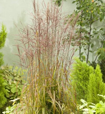 Miscanthus sinensis 'Ghana' - Prachtriet