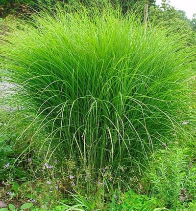 Miscanthus sinensis 'Gracillimus' - Prachtriet