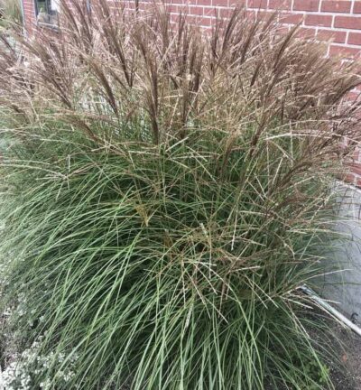 Miscanthus sinensis 'Kleine Silberspinne' - Prachtriet