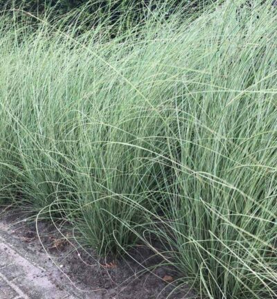 Miscanthus sinensis 'Morning Light' - Prachtriet