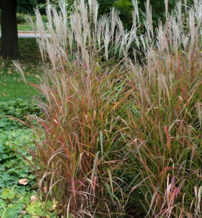 Miscanthus sinensis 'Purpurascens' - Prachtriet