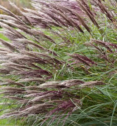 Miscanthus sinensis 'Red Chief' - Prachtriet