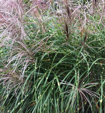 Miscanthus sinensis 'Strictus' - Prachtriet