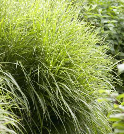 Miscanthus sinensis 'Zebrinus' - Prachtriet