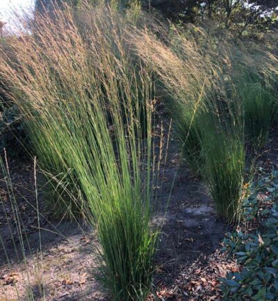 Molinia caerulea 'Heidebraut' - Pijpenstrootje