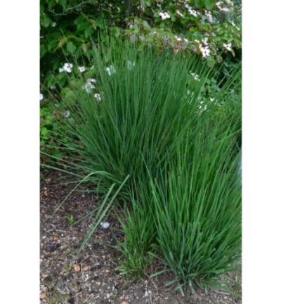 Molinia caerulea 'Moorhexe' - Pijpenstrootje