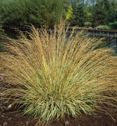 Molinia caerulea 'Variegata' - Pijpenstrootje