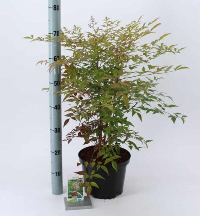 Nandina domestica 'Compacta' - Hemelse bamboe