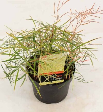 Nandina domestica 'Filamentosa'  - Hemelse bamboe