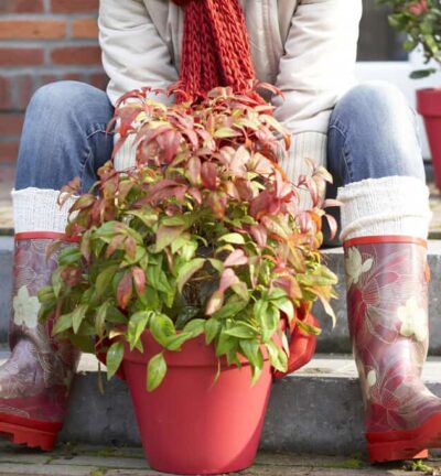Nandina domestica 'Firepower' - Hemelse bamboe