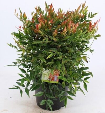 Nandina domestica 'Gulfstream' - Hemelse bamboe
