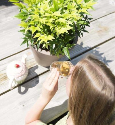 Nandina domestica 'Lemon and Lime' - Hemelse bamboe