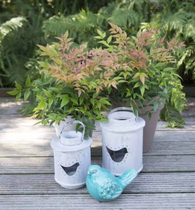 Nandina domestica 'Magical Sunrise' - Hemelse bamboe