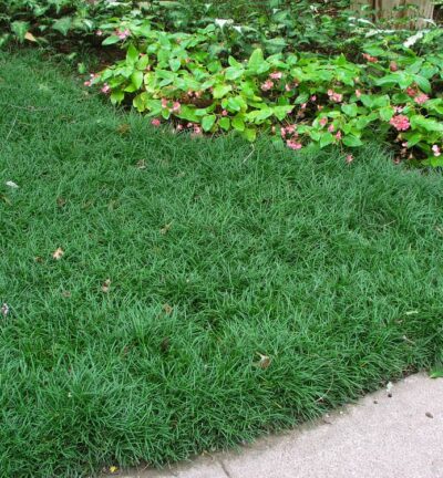 Ophiopogon japonicus 'Minor' - Japans Slangengras