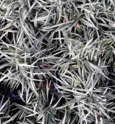 Ophiopogon japonicus 'Variegata' - Japans Slangengras