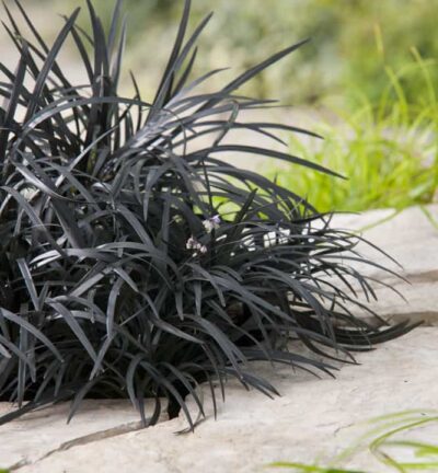 Ophiopogon planiscapus 'Niger' - Zwarte Slangebaard