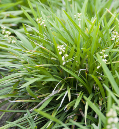 Ophiopogon planiscapus - Slangebaard