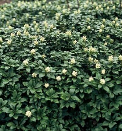 Pachysandra terminalis 'Green Carpet' - Schaduwkruid