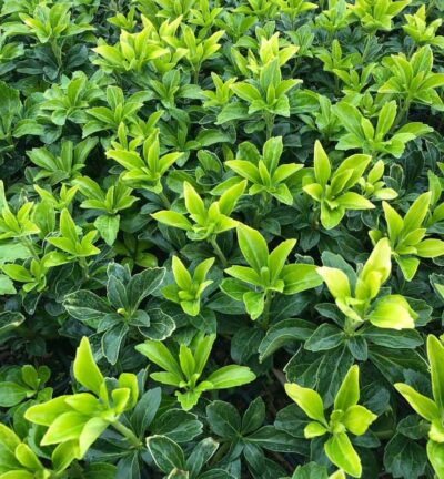 Pachysandra terminalis 'Green Sheen' - Schaduwkruid