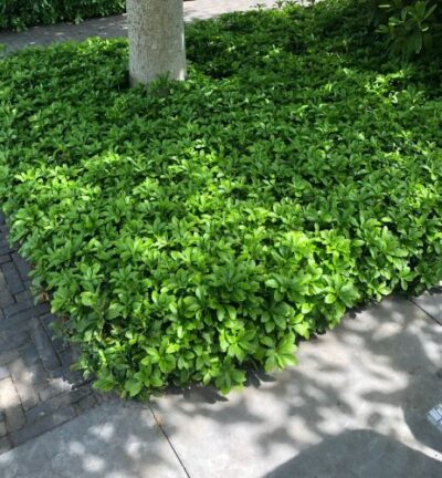 Pachysandra terminalis - Schaduwkruid