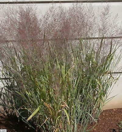 Panicum virgatum 'Dallas Blues' - Vingergras
