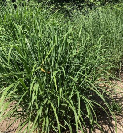 Panicum virgatum 'Heavy Metal' - Vingergras