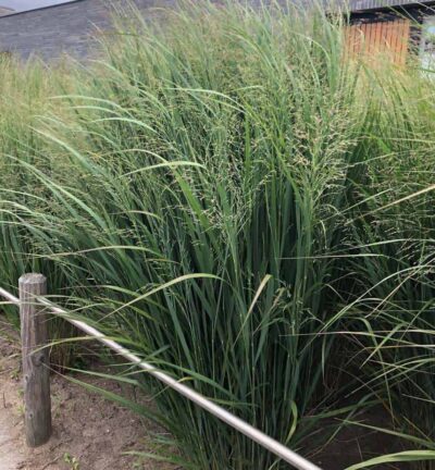 Panicum virgatum 'Northwind' - Vingergras