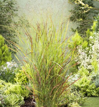 Panicum virgatum 'Rehbraun' - Vingergras