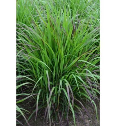 Panicum virgatum 'Shenandoah' - Vingergras