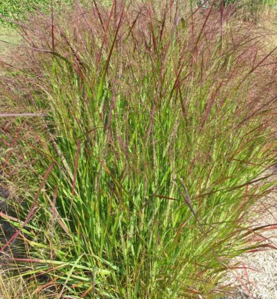 Panicum virgatum 'Squaw' -  Vingergras