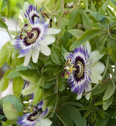 Passiflora caerulea  -  Passiebloem