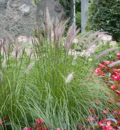 Pennisetum Alopecuroides - Lampenpoetsersgras