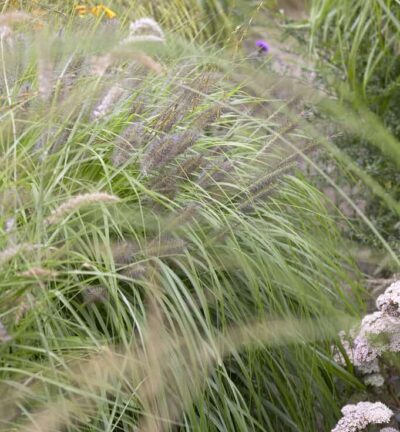 Pennisetum alopecuroides 'Black Beauty' - Lampenpoetsersgras
