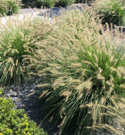Pennisetum alopecuroides 'Hameln' - Lampenpoetsersgras