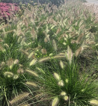 Pennisetum alopecuroides 'Little Bunny' - Lampenpoetsersgras