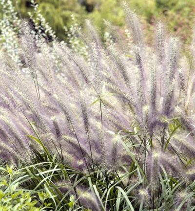 Pennisetum alopecuroides 'Moudry' - Lampenpoetsersgras