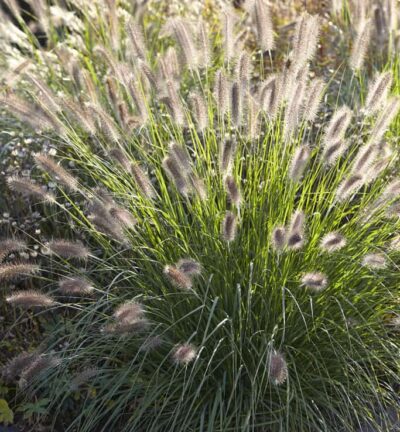 Pennisetum alopecuroides 'Reborn' - Lampenpoetsersgras