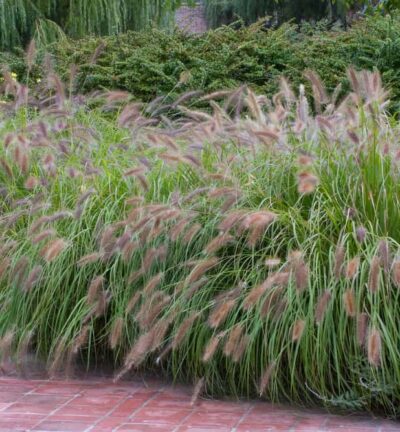 Pennisetum alopecuroides 'Redhead' - Lampenpoetsersgras