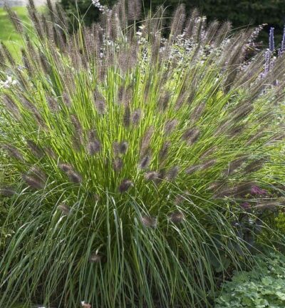 Pennisetum alopecuroides 'Viridescens' - Lampenpoetsersgras