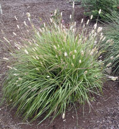 Pennisetum messiacum 'Red Bunny Tails' - Lampenpoetsersgras