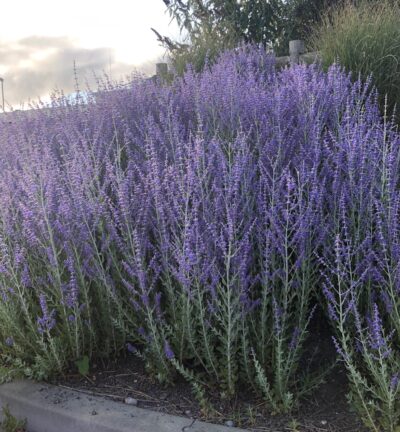 Perovskia atriplicifolia 'Blue Spire' - Reuzenlavendel