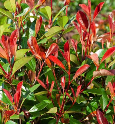 Photinia fraseri 'Red Robin' - Glansmispel