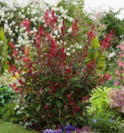 Photinia fraseri 'Carré Rouge' - Glansmispel