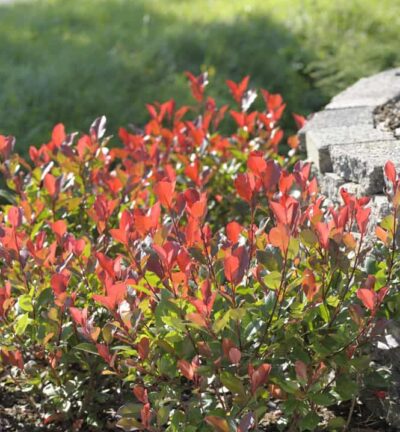 Photinia fraseri 'Little Red Robin' - Glansmispel