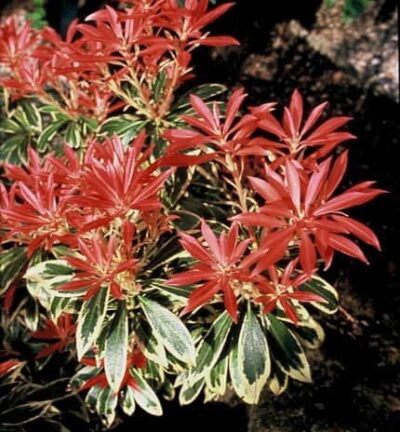 Pieris japonica 'Flaming Silver' - Rotsheide